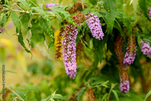 Foto Close-up of graceful purple butterfly bush flowers (Buddleja davidii) hanging fr