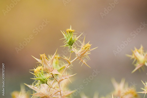 Foto Carthamus lanatus, Distaff thistle or Yellow Star thistle, Carthamus lanatus or