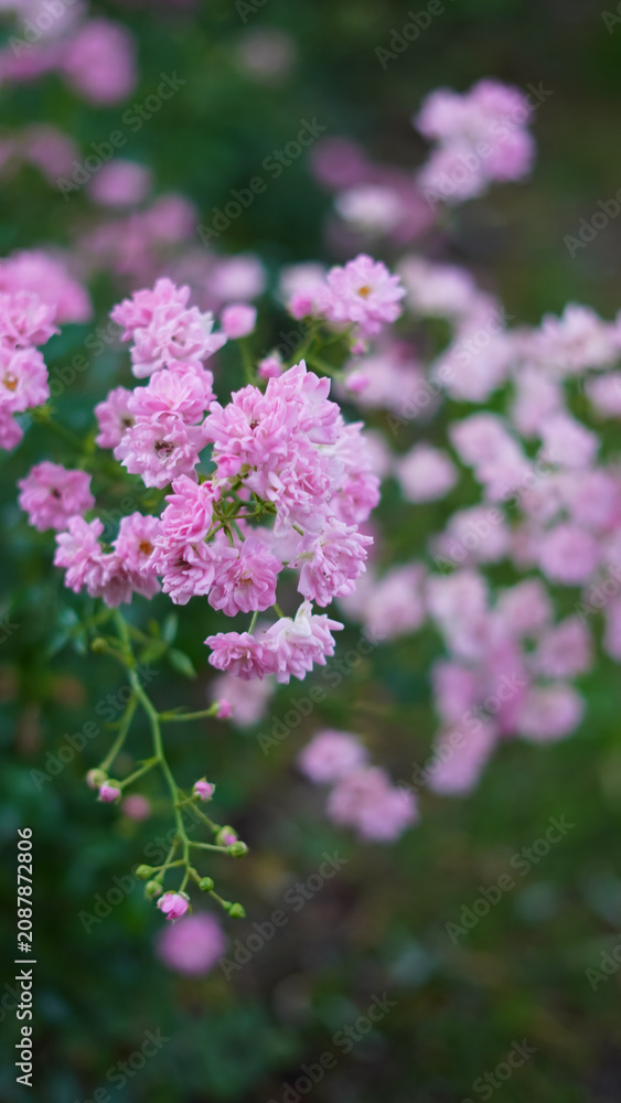 Obraz premium Delicate clusters of light pink roses blooming in a lush green garden