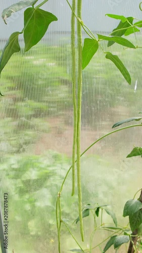 Beans hanging on a bean plant in the greenhouse. Organic garden fresh green beans. Vertical panoramic reveal shot