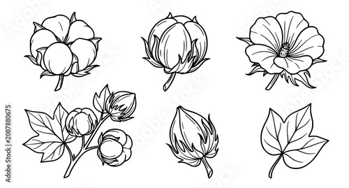 Photos Minimal Cotton Botanical Branch Line Art Collection with Flowers Leaves and Cott