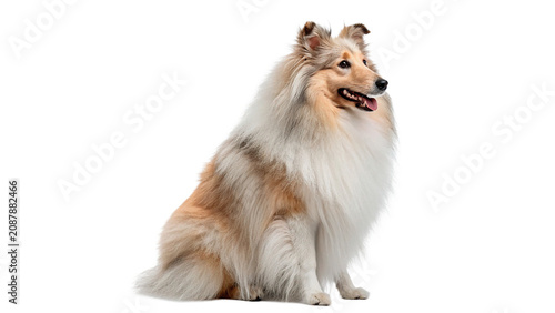 Foto Fluffy shetland sheepdog sitting looking forward isolated on transparent backgro