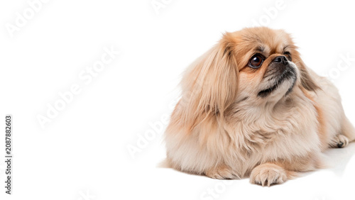 Photos Small fluffy pekingese dog lying down isolated on transparent background cut out