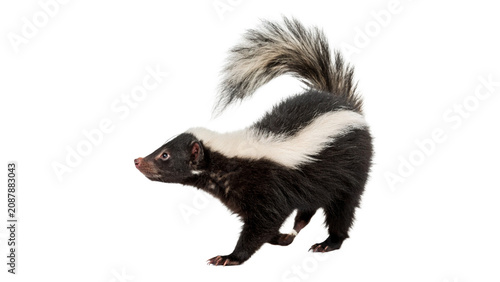 Fotografía Striped wild skunk walking on ground isolated on transparent background cut out