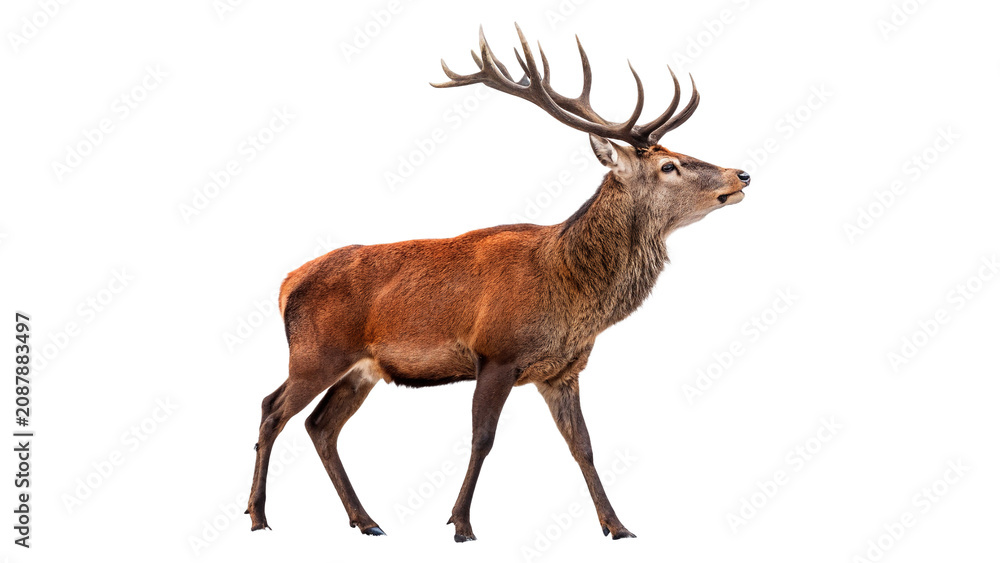 Obraz premium Majestic red deer stag with large antlers isolated on transparent background cut out