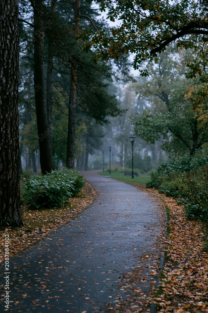 Fototapeta premium path in the forest