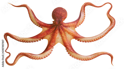 Bild auf Leinwand Detailed red octopus with eight tentacles spread wide, isolated on transparent b