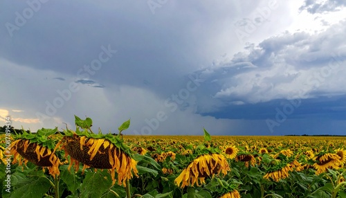 Sunset over wildflower meadow with dramatic clouds.