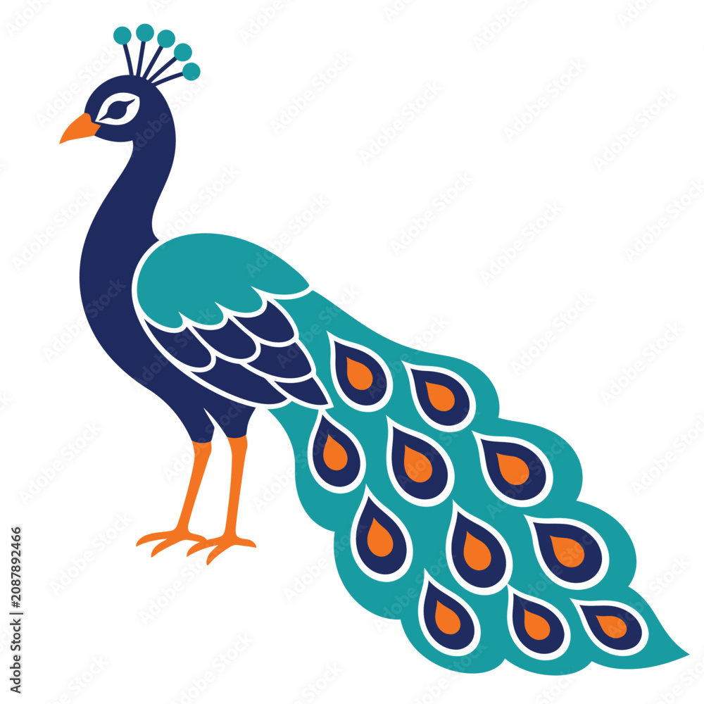 Fototapeta premium Elegant Peacock Vector Illustration with Decorative Teal and Blue Feathers on White Background