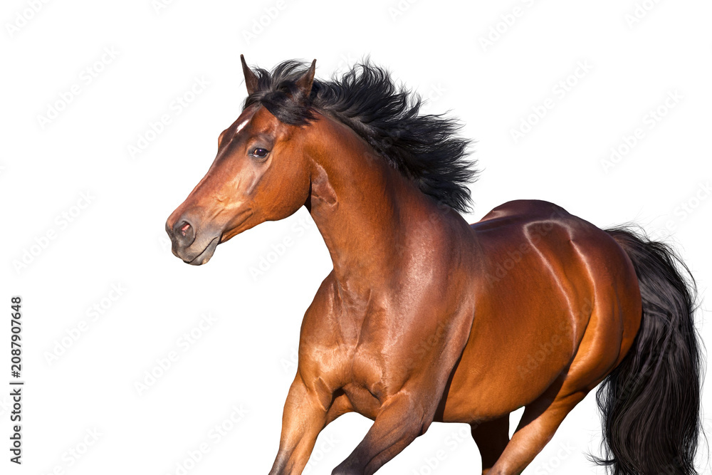 Fototapeta premium Bay horse portrait on white
