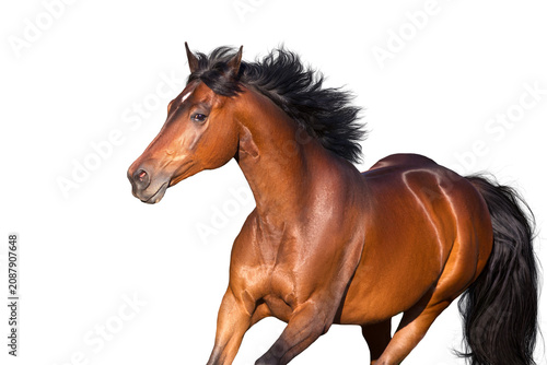 Schilderij op canvas Bay horse portrait on white