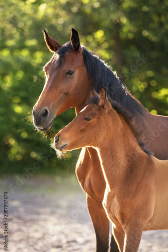 Bay mare with foal close up portrait