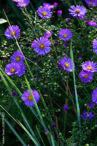 Violet blue bushy aster flowers with dew drops blooming in early morning, aster flowers close up in nature background, bushy asters flowers blooming in garden in autumn time 