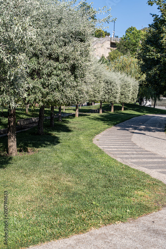 Summer park with walking path