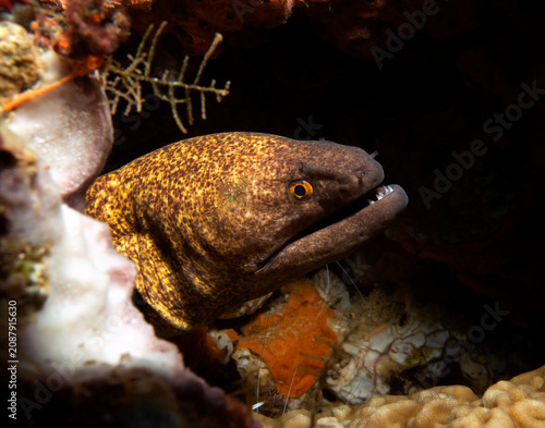 Fotografie A Gymnothorax javanicus also known as Giant Moray Boracay Island Philippines