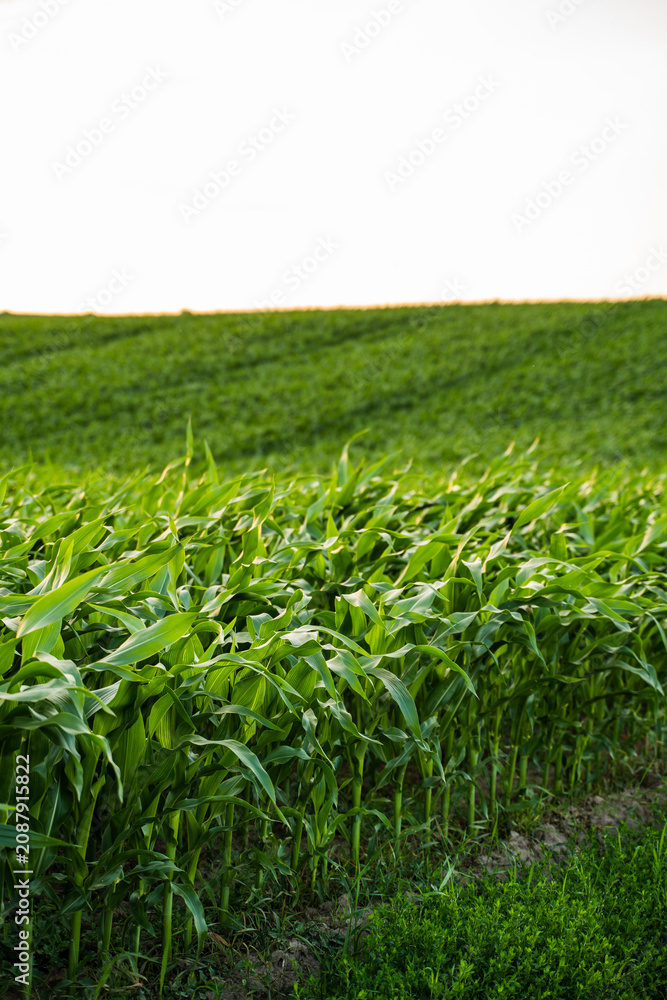 Fototapeta premium Young cornfield growing under a bright sky, green crops cultivating agriculture and organic food production