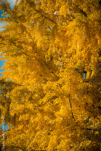 Dense yellow leaves of a giant ginkgo tree glowing in autumn season.