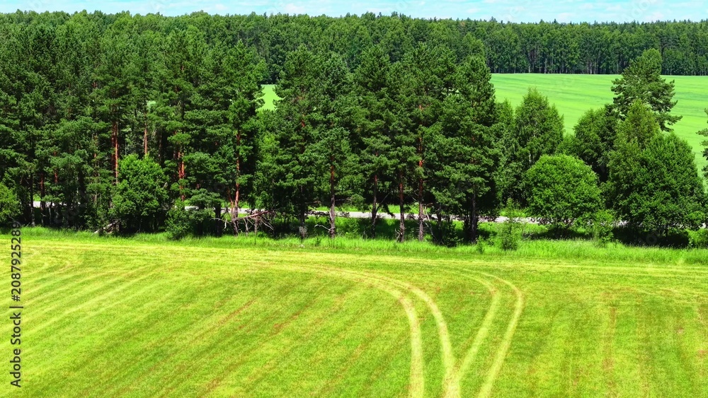 Naklejka premium Green grass field with winding tractor tracks adjacent to dense pine tree line in summer
