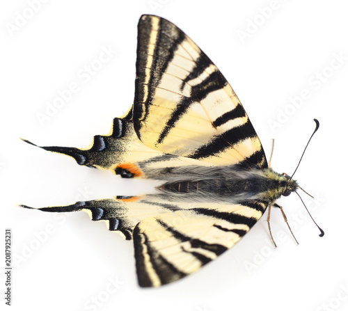 Beautiful scarce swallowtail butterfly isolated on white background