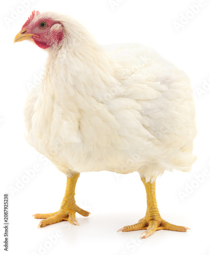 White hen standing isolated on white background