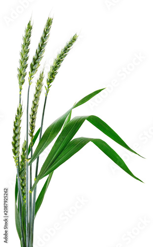 Green wheat ears with leaves isolated on white background