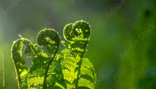 Close up of fresh green leafy vegetable plants outdoors.