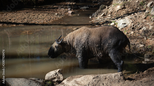 Quadro em tela A side-profile photograph of a rare Takin, a large hoofed mammal, standing and d