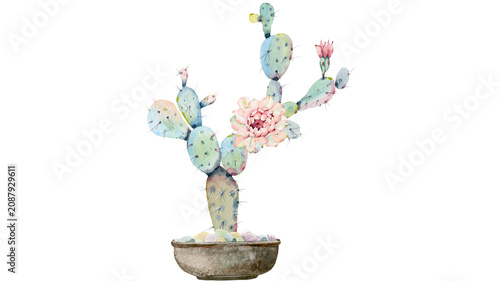 Konstfotografi Flowering prickly pear cactus in a concrete pot with soft pink blossoms succulen