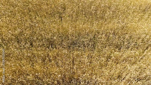 Golden wheat field swaying under a bright summer sun with textured ripples in every direction