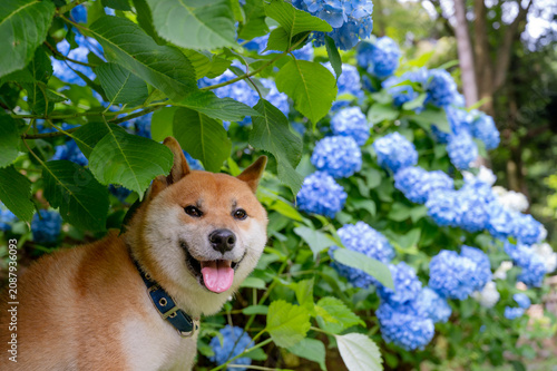 紫陽花と柴犬