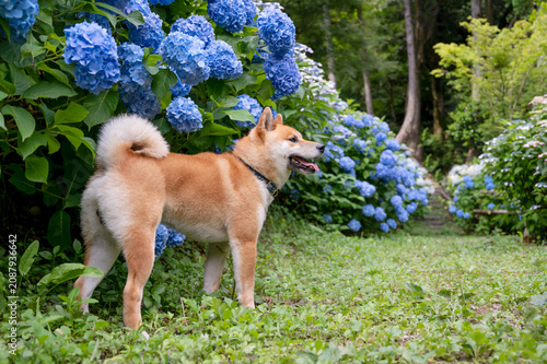 紫陽花と柴犬