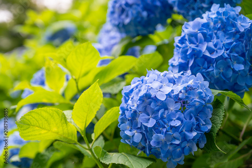 紫の紫陽花