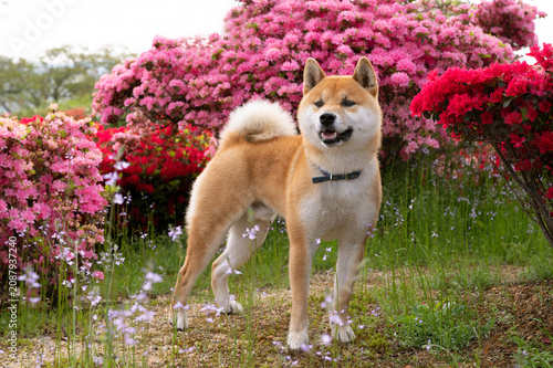 ツツジの前に立つ柴犬