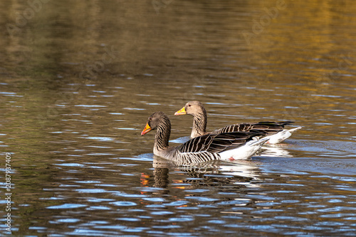 Фотография The greylag goose, Anser anser is a species of large goose