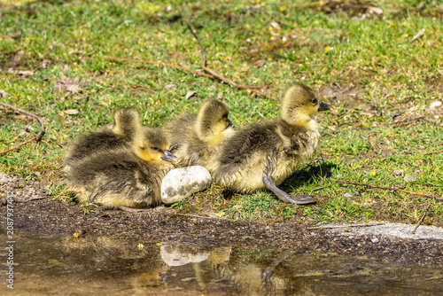 Obraz na płótnie Beautiful yellow fluffy greylag goose baby gosling in spring, Anser anser