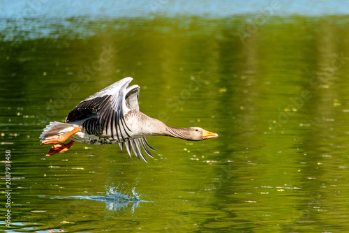Foto The flying greylag goose, Anser anser is a species of large goose