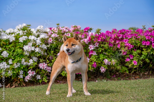 ツツジの前に立つ柴犬