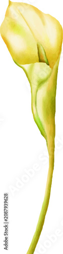 Watercolor Yellow Calla Lily Flower