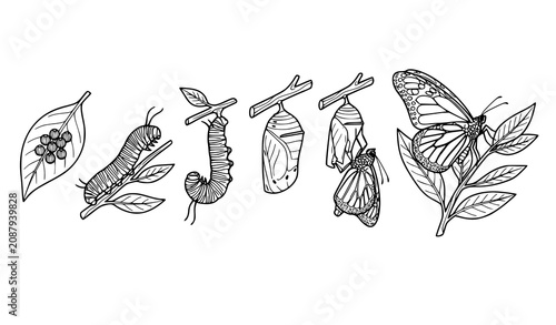 Konstfotografi Detailed Butterfly Metamorphosis Life Cycle Sketch Set with Egg Caterpillar Chry