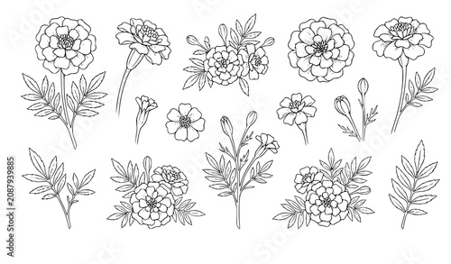Bild auf Leinwand Marigold Flower Botanical Line Art Clipart Set with Blooming Buds Inflorescences
