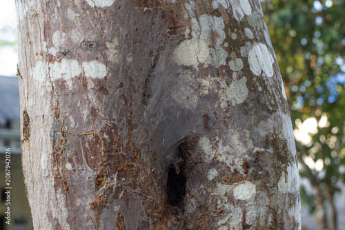 Photos Close up texture of a rough tree trunk covered with white lichen spots and a dense spider web spun over a dark hollow hole