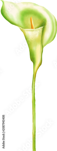 Single Calla Lily Flower Illustration