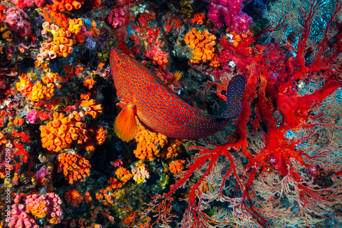 Coral grouper fish swimming among vibrant soft corals at the famous Richelieu Rock diving site in Thailand