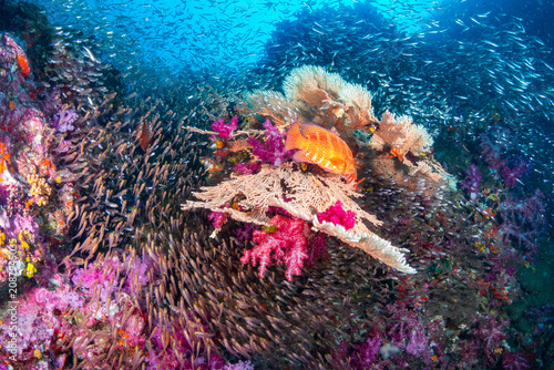 Coral grouper fish swimming among sea fans and schooling baitfish at Richelieu Rock in the Andaman Sea of Thailand