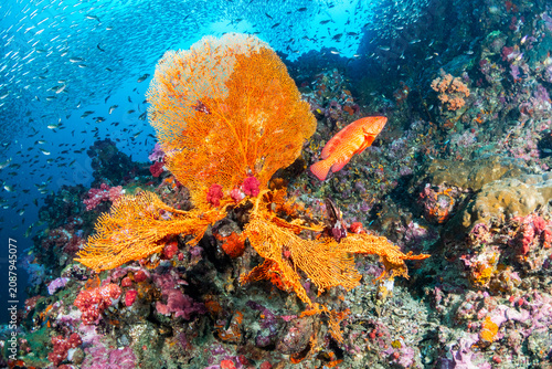 Sea fan coral and tropical fish at Richelieu Rock in Thailand with vibrant reef ecosystem and marine biodiversity
