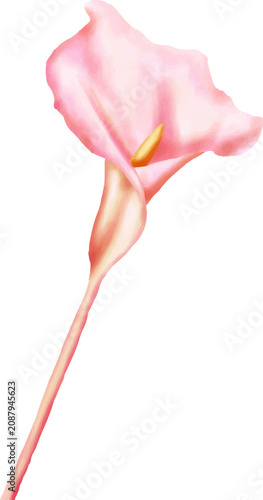 Elegant Pink Calla Lily Flower