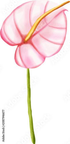 Pink Anthurium Flower Illustration