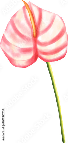 Watercolor Pink Anthurium Illustration