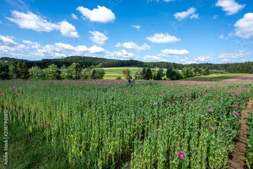 Poppy field of Austria