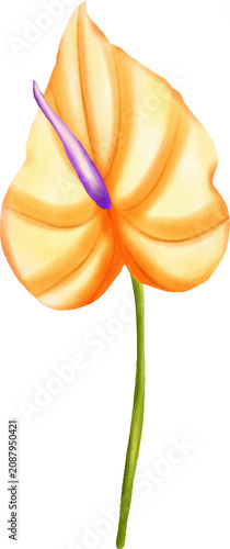 Orange Anthurium Flower Illustration
